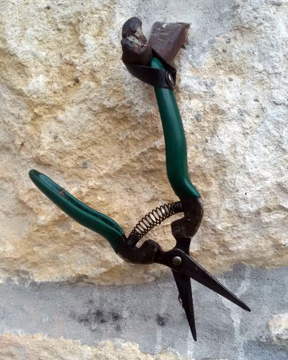 vendemmia manuale